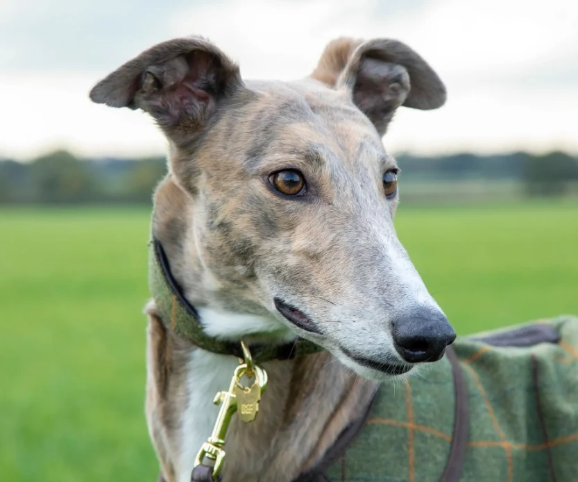 Digby & Fox Tweed Greyhound Collar - Image 10