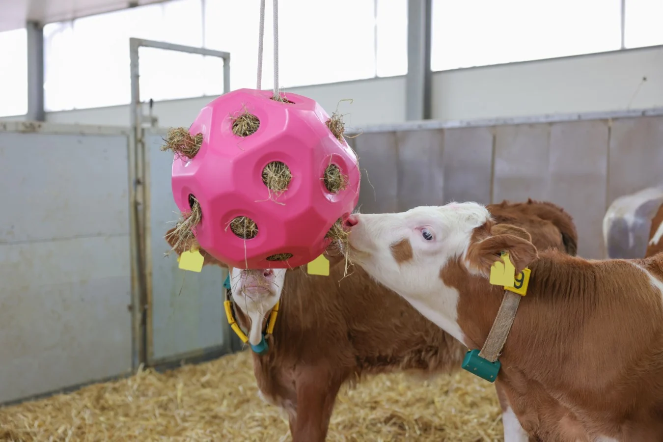 HayBoy Feed & Play Ball Pink - Image 3