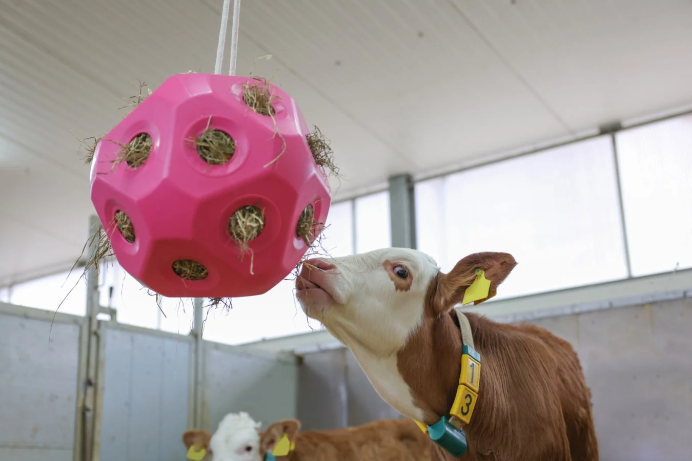 HayBoy Feed & Play Ball Pink - Image 4
