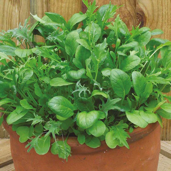 Mixed Salad Leaves Seeds