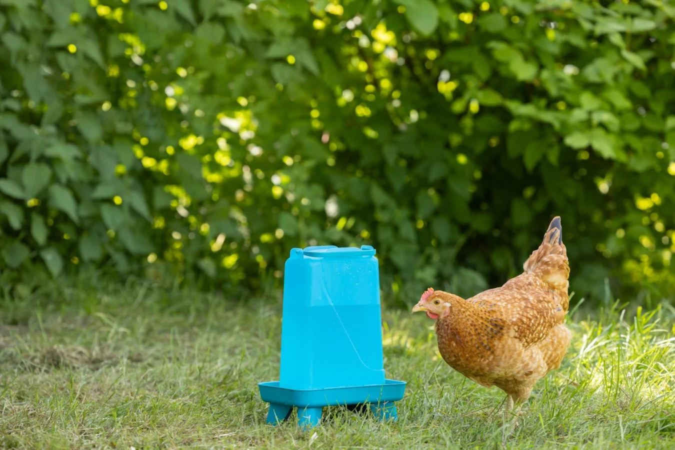 Poultry Drinker With Feet 3.5 Litres Blue - Image 5