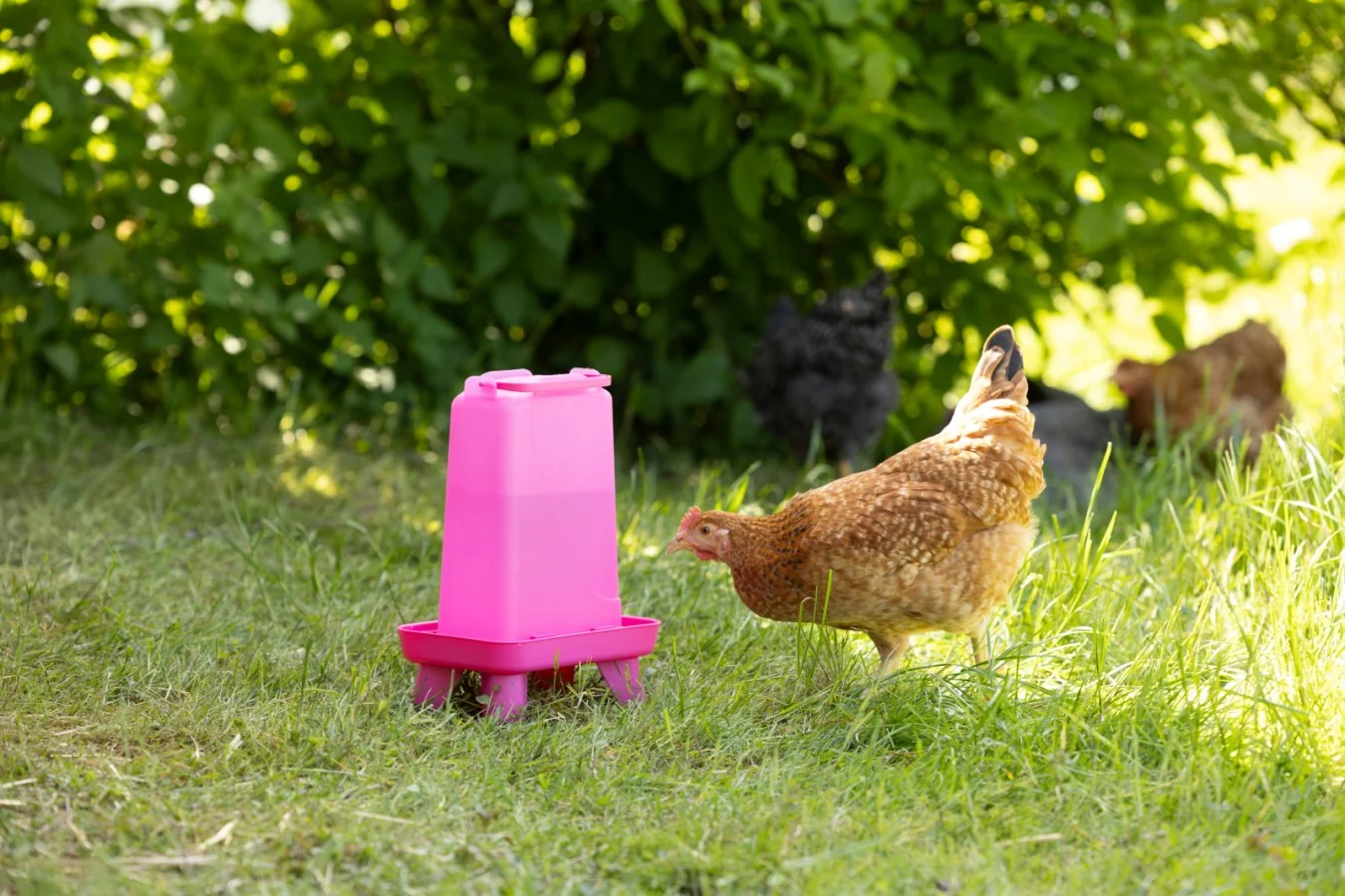 Poultry Drinker With Feet 5.5 Litre Pink - Image 5