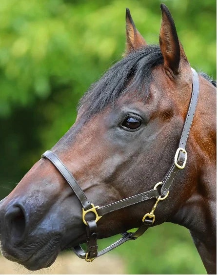 Premier Equine Pasco Plain Leather Headcollar Brown - Image 2